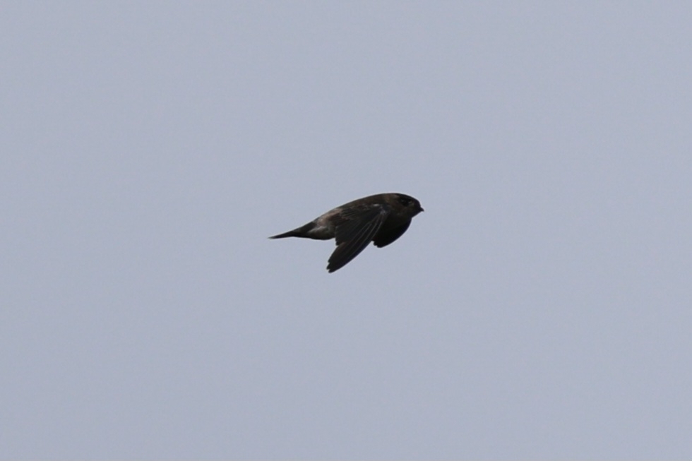Walet maluku (Aerodramus infuscatus)