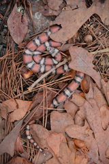 Lampropeltis gentilis