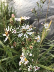 Symphyotrichum bracteolatum