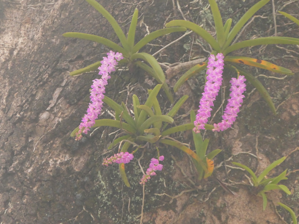 Aerides multiflora