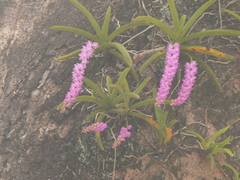 Aerides multiflora, photograph (c) Sagnik Dutta Roy, some rights reserved (CC BY)