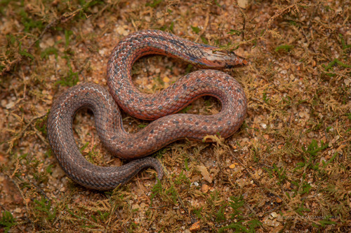 Photo of a Common Rough-sided Snake (Aspidura trachyprocta)