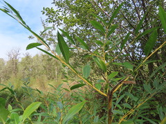 Salix lasiandra caudata