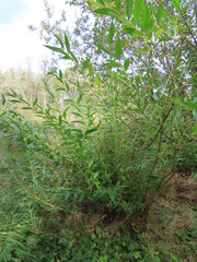 Salix lasiandra caudata