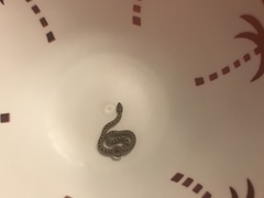 Hypsiglena ochrorhynchus klauberi