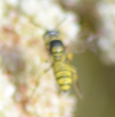 Eucerceris provancheri