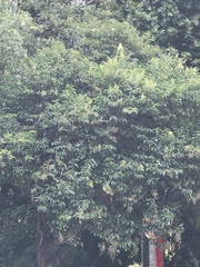 Ligustrum lucidum