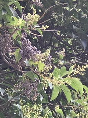 Ligustrum lucidum