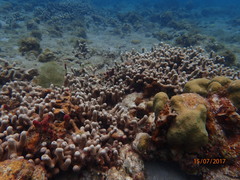 Porites porites