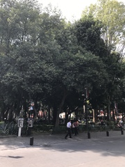 Ligustrum lucidum