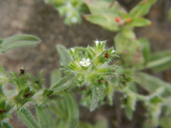 Cryptantha
