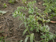 Cryptantha