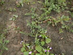 Cryptantha