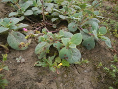 Cistanthe paniculata