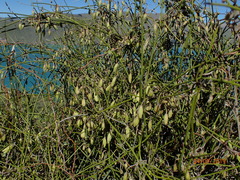 Clematis afoliata