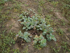 Cistanthe paniculata