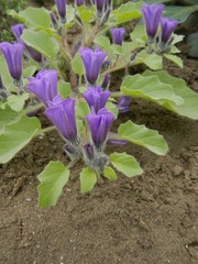 Exodeconus