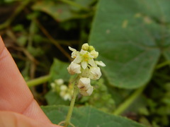Sicyos baderoa
