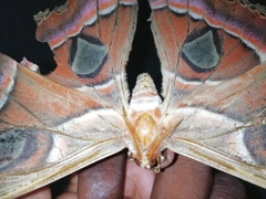 Attacus taprobanis