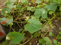 Sicyos baderoa