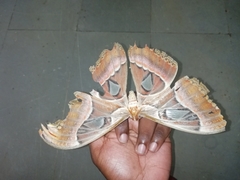 Attacus taprobanis