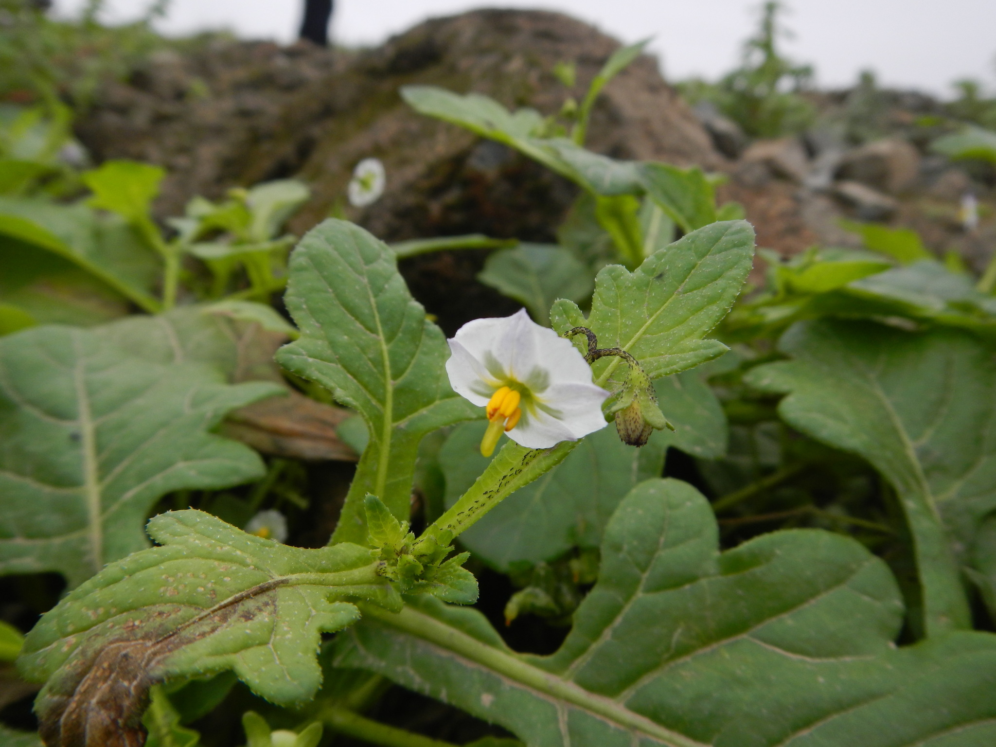 Solanum montanum
