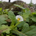 Solanum montanum - Photo (c) Oscar Johnson, some rights reserved (CC BY-NC-ND), uploaded by Oscar Johnson