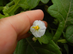 Solanum montanum