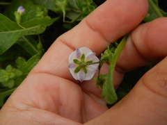 Solanum montanum