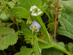 Solanum montanum