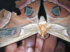 Attacus taprobanis