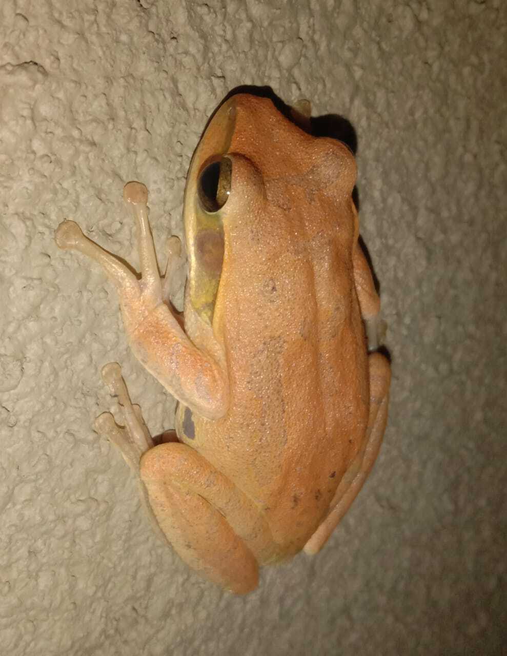 Common Indian Whipping Frog