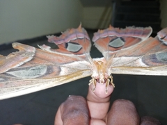 Attacus taprobanis