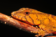 Anolis johnmeyeri
