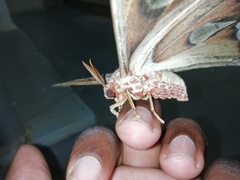 Attacus taprobanis