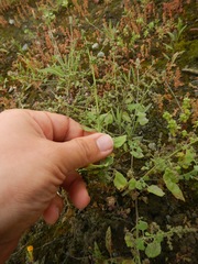 Angiospermae