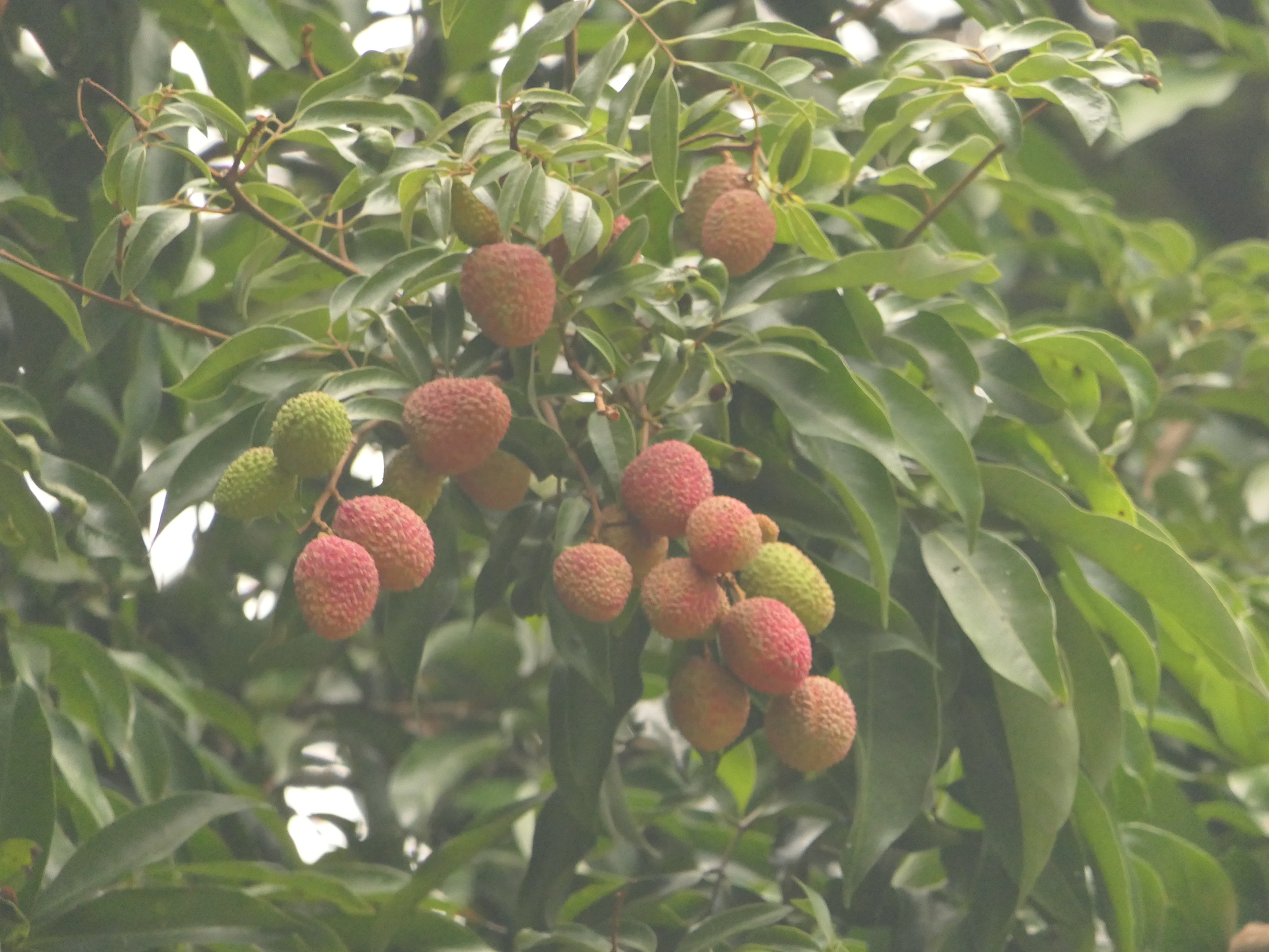 Foto de Litchi chinensis Sonn.
