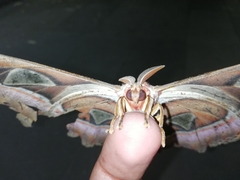 Attacus taprobanis