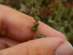 Angiospermae