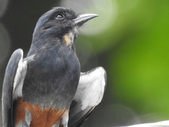 Chelidoptera tenebrosa