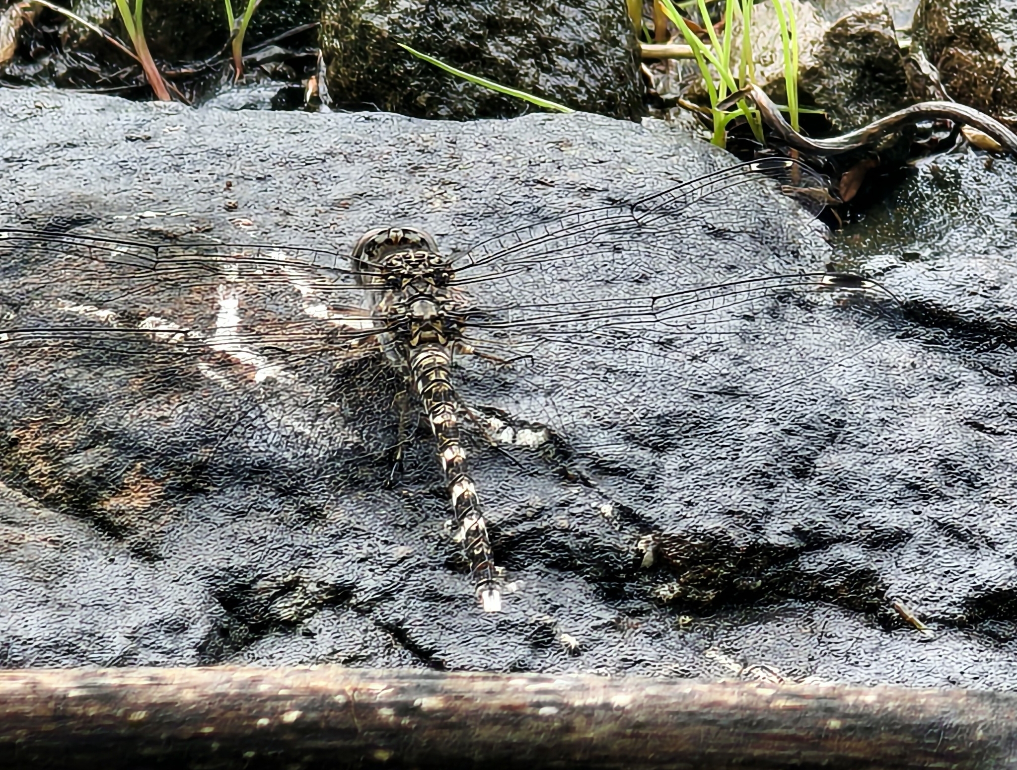 Indian Rockdweller