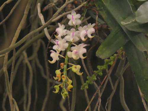 Hooked blossom orchid (Aerides odorata)