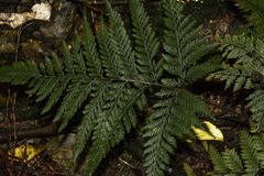 Parapolystichum microsorum pentangulare