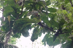 Meliosma donnellsmithii