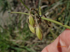 Clematis afoliata