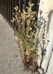 Erigeron bonariensis