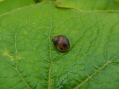 Bostryx conspersus