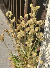 Erigeron bonariensis