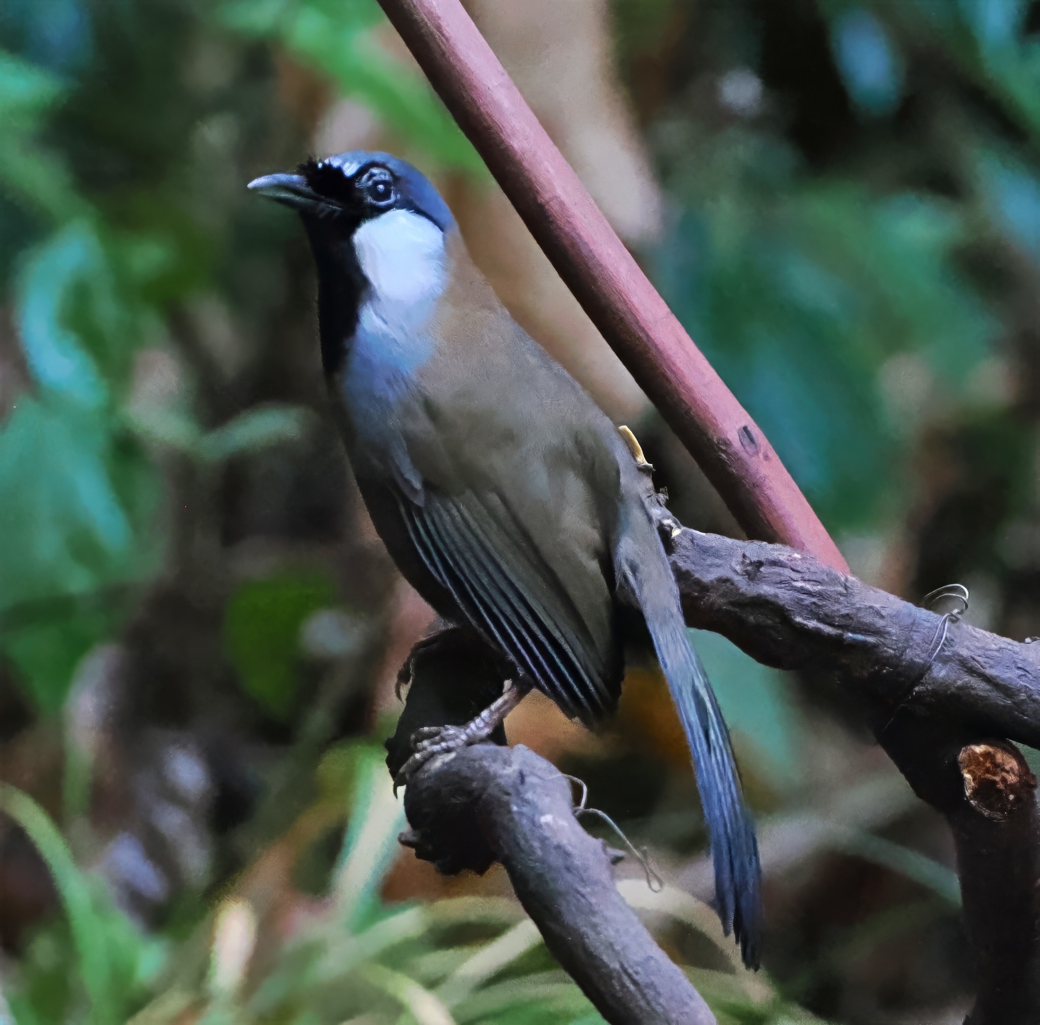 Black-throated Laughingthrush