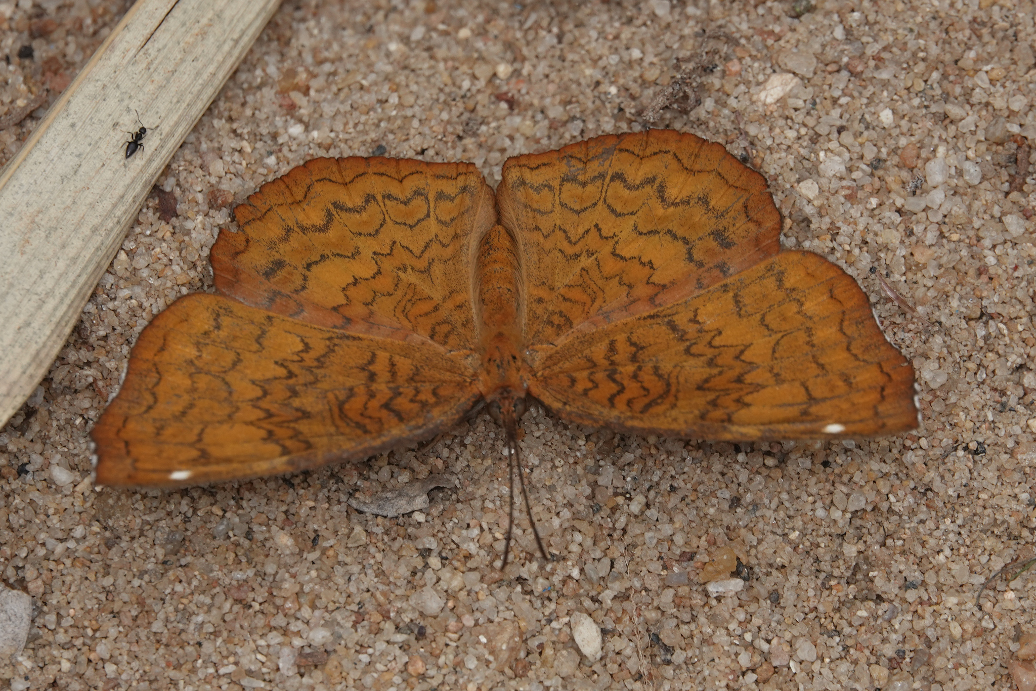 Common Castor